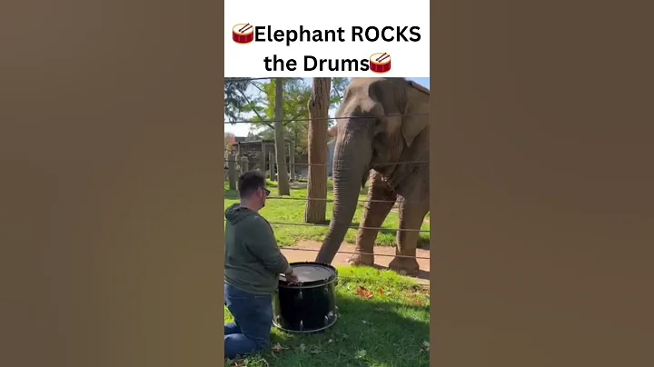 🐘 Cute Elephant Learns How to Play Drums 🥰