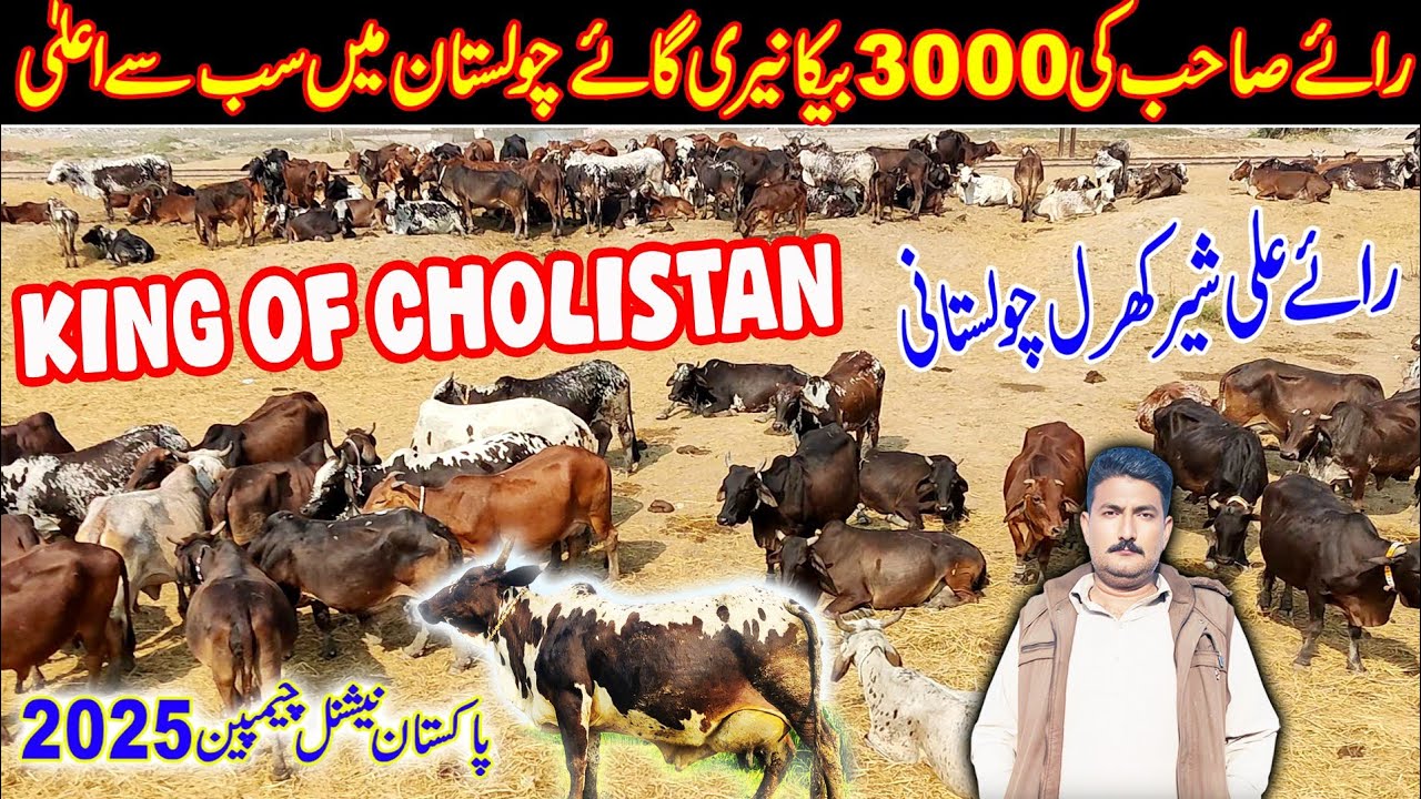 cholistani milk compition 2025 winner cow | cholistani cow farming | cow farming in Pakistan | cow