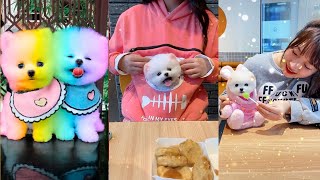 Tik Tok Chó Phốc Sóc Mini 😍 Funny and Cute Pomeranian #256
