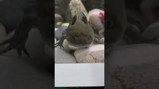 #axolotl #reccomendations #animals #funnypets