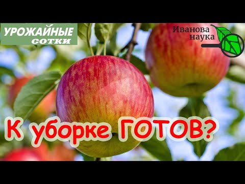 ЛУЧШИЙ СПОСОБ определить срок уборки яблок. ТОЛЬКО ТАК ЯБЛОКИ СОХРАНЯТСЯ ВСЮ ЗИМУ!