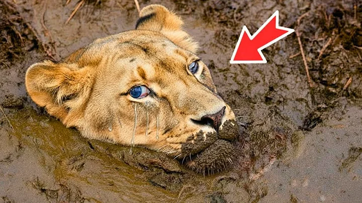 Lioness cried and begged the man to save her from the swamp, what the lion cub did was shocking