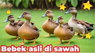 BEBEK , BEBEK ADUS KALI LAGU DJ , BEBEK ADUS KALI JAWA , BEBEK BERENANG DI SAWAH , BEBEK ASLI SAWAH