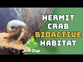 Setting Up a Bioactive Hermit Crab Habitat