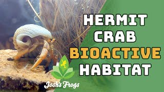 Setting Up a Bioactive Hermit Crab Habitat