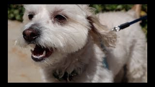 WALK