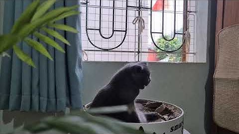 Một lần tới nhân gian, phải sống đời rực rỡ - Lương Sảng