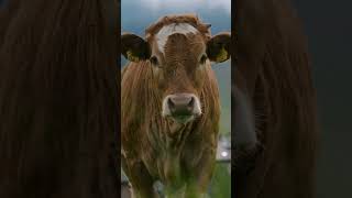 20 Jahre „Qualität Tirol“ Jahrling