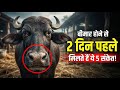 गाय-भैंस बीमार होने से पहले देती हैं ये 5 गुप्त संकेत! समय रहते पहचानें और लाखों का नुकसान बचाएं