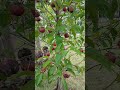 Looking fruits world #love #fruit #fruithospital #famifruit #garden #roomtogrow