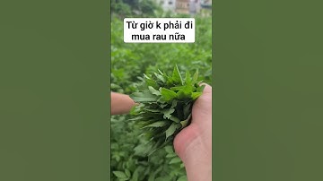 Xuyến chi xào tỏi | sau trận mưa tươi non mơn mởn k ăn hơi phí các bác ạ