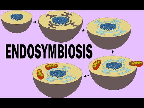 What Evidence Supports The Autogeny Hypothesis