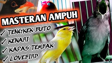 MASTERAN HANDAL , TENGKEK BUTO, KENARI, KAPAS TEMBAK, LOVEBIRD BIKIN BURUNG ANDA JADI JAWARA