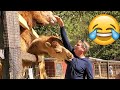 Unexpected animals attack on humans  funny animals moments  petastic 