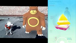 Pokedog Zelda Quest For Celebi Part 2Research Tasks 3-4, How To Get Celebi, Dog Playing Pokemon Go