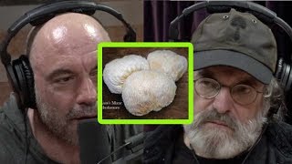 Paul Stamets: Miracle Mushrooms, Mycelium, and Your Health