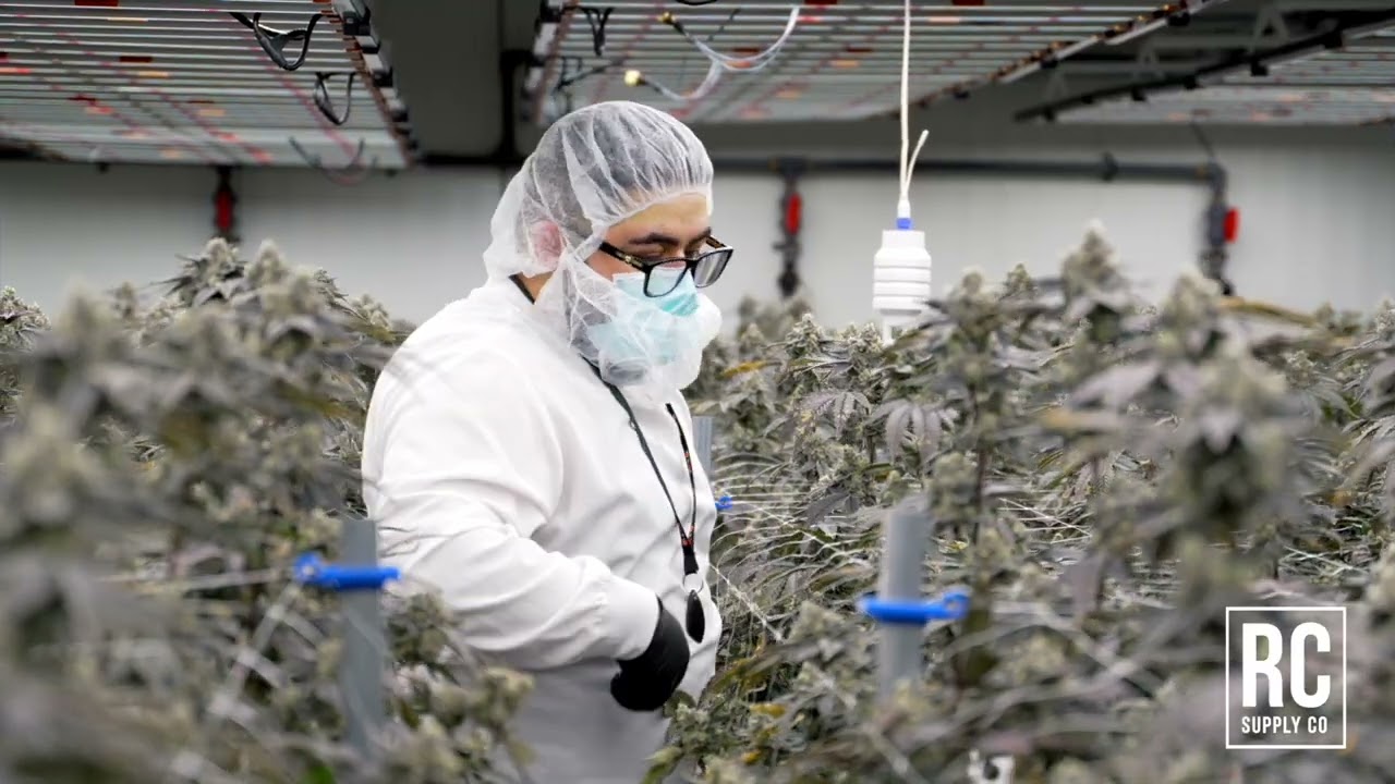 RC SUPPLY | ROYAL CANNABIS SUPPLY COMPANY