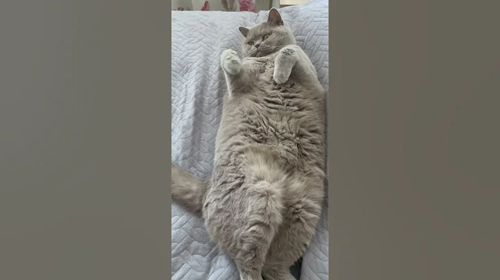 Watch the video about Sweet British cat Lilu