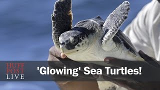 Scientists Discover 'Glowing' Sea Turtle Exclusive Glowing Sea Turtle Discovered National Geographic