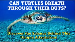 Can Turtles Really Breathe Through Their Butts? | Cloacal Respiration Explained