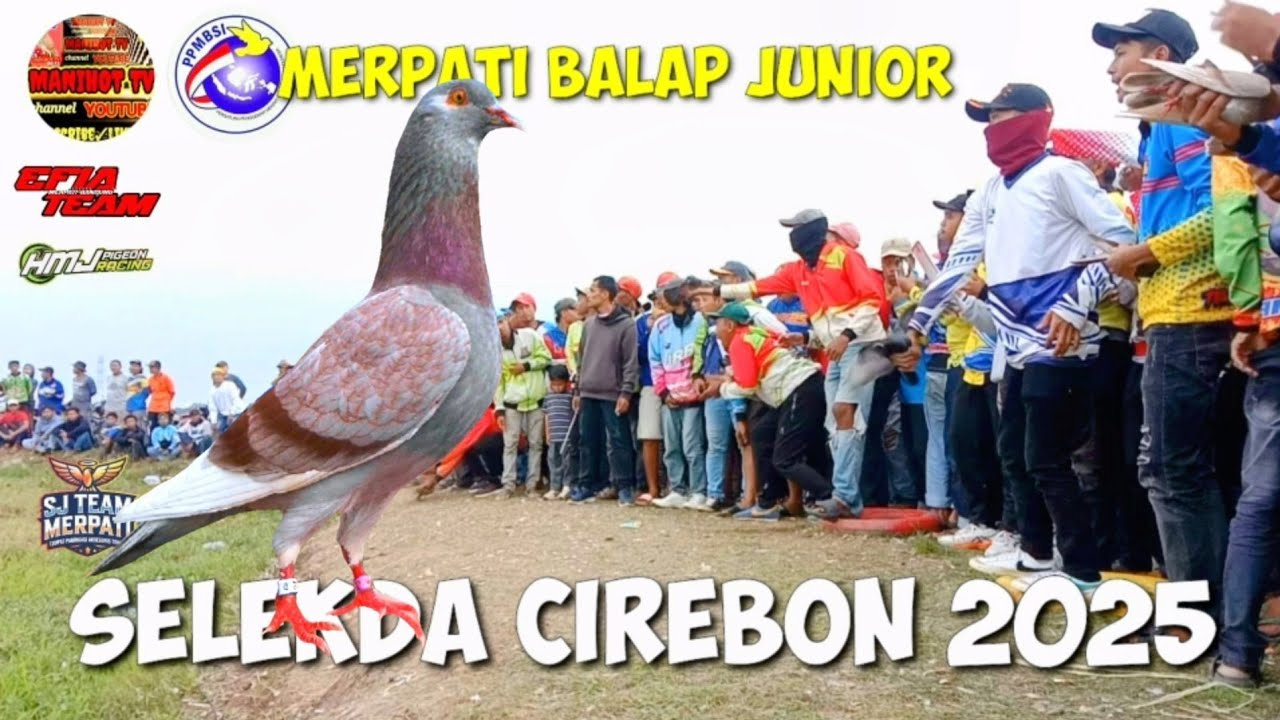 SELEKDA CIREBON 2025 Merpati Balap Junior full Babak ke 2
