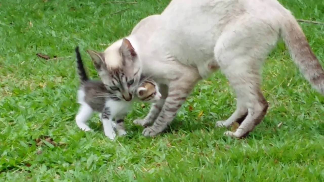 Gatinhos XERETANDO o JARDIM (Fofinhos da Mamãe)