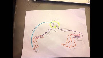 cross extension reflex