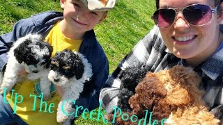 Miniature Poodle Puppies! by Up The Creek Poodles 133 views 1 month ago 1 minute, 25 seconds