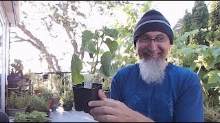 Let's Hang out in the Patio and Talk about Life: Plant Collection Show & Tell Begins at 36:08 [ASMR]