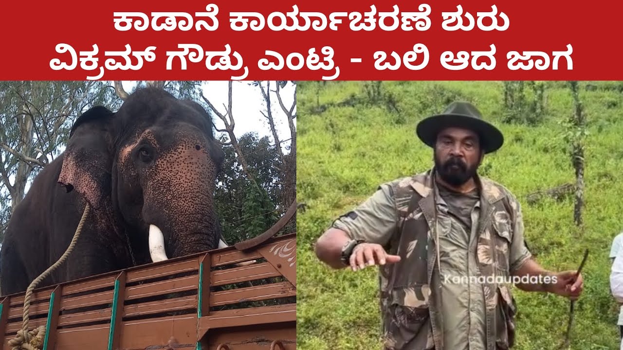 ಕಾಡಾನೆ ಹಿಡಿಯಲು ಏಕಲವ್ಯ ಆನೆ ಆಗಮನ , ಶುರು ವಿಕ್ರಮ್ ಗೌಡ್ರು ಎಂಟ್ರಿ - ಬಲಿ ಆದ ಜಾಗ ಇದೇ ನೋಡಿ | Vikram Gowdru