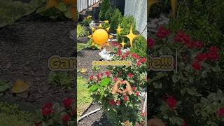 Garden Update!! 🪻🌹🌱#jardin #garden #loreyash #gardenflowers #gardening #update #after