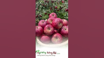Thời gian cây táo đỏ cho ra quả