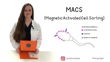 MACS Sperm (Magnetic Activated Cell Sorting)