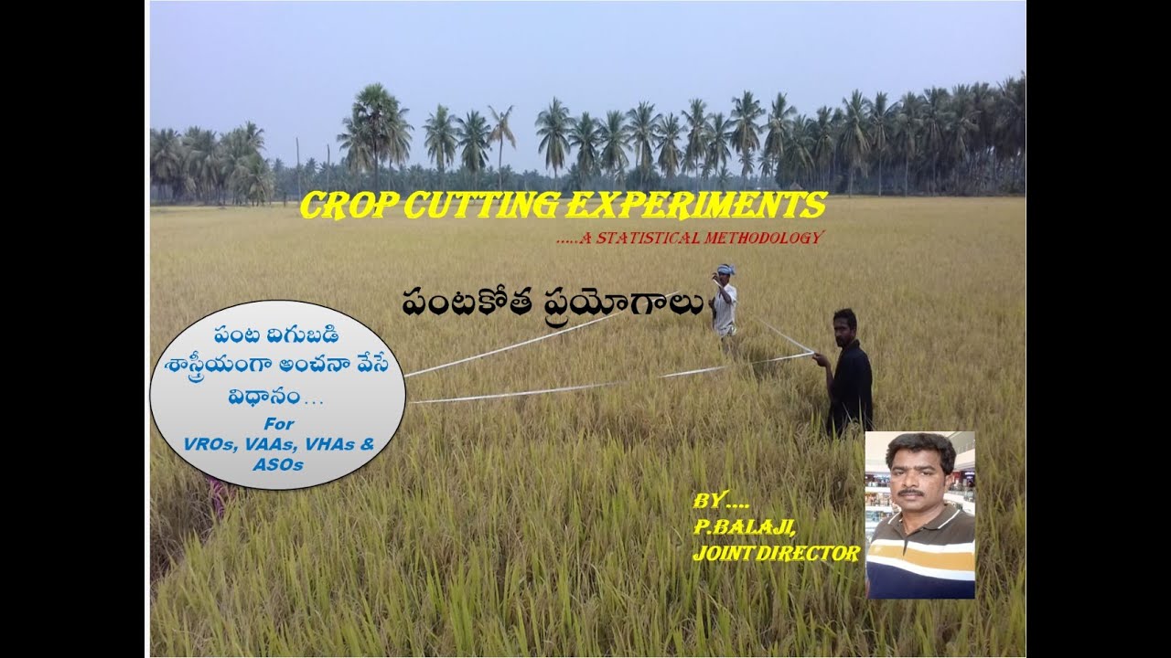 CROP CUTTING EXPERIMENTS.. for VAA,VHA,VSA&ASOs//podilapu balaji//