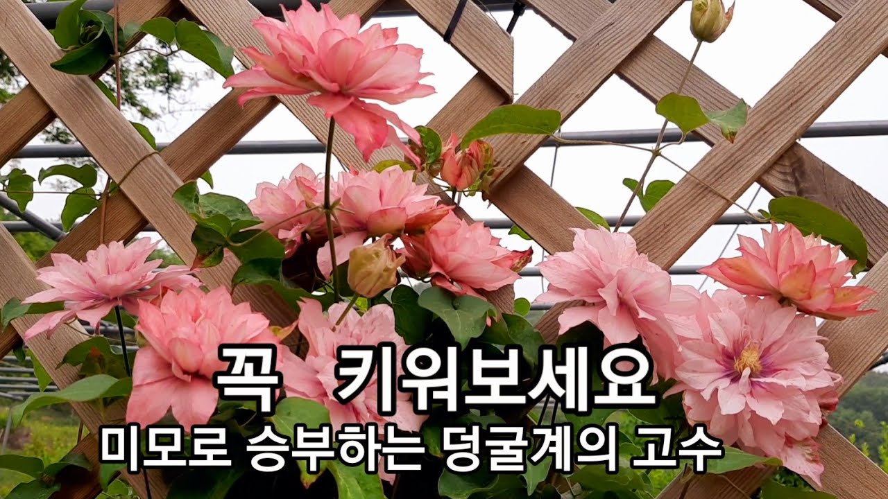 키워보니 최고였어요   올봄엔  데려다 키워보세요