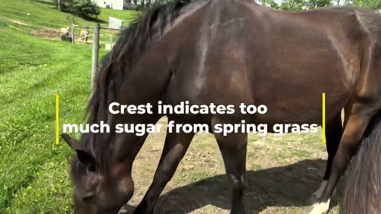 Heavy Spring Rains And Green Grass Are Dangerous To Horses YouTube Heavy Spring Rains And Green Grass Are Dangerous To Horses YouTube