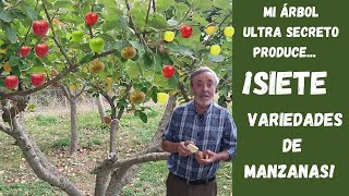 EL MANZANO QUE PRODUCE 7 MANZANAS DIFERENTES !!