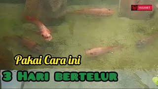 CARA AGAR IKAN NILA CEPAT BERANAK BANYAK JIKA IKUTI CARA INI‼️3HARI MENGERAMI TELORNYA