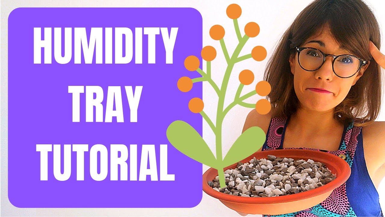 How to Make a Pebble Tray for Houseplants to Increase Humidity