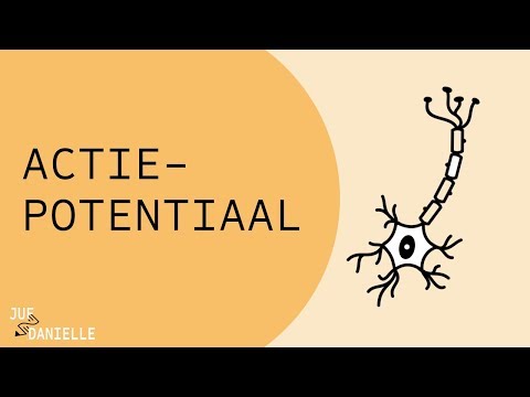 Video: Hoe ontstaat actiepotentiaal?