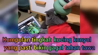 Kumpulan Vidio kucing lucu bikin ketawa ngakak terbahak bahak