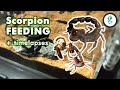 Scorpion Feeding + Time lapses Video