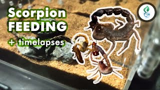 Scorpion Feeding + Time lapses Video by dna design 2,708 views 3 years ago 10 minutes, 39 seconds