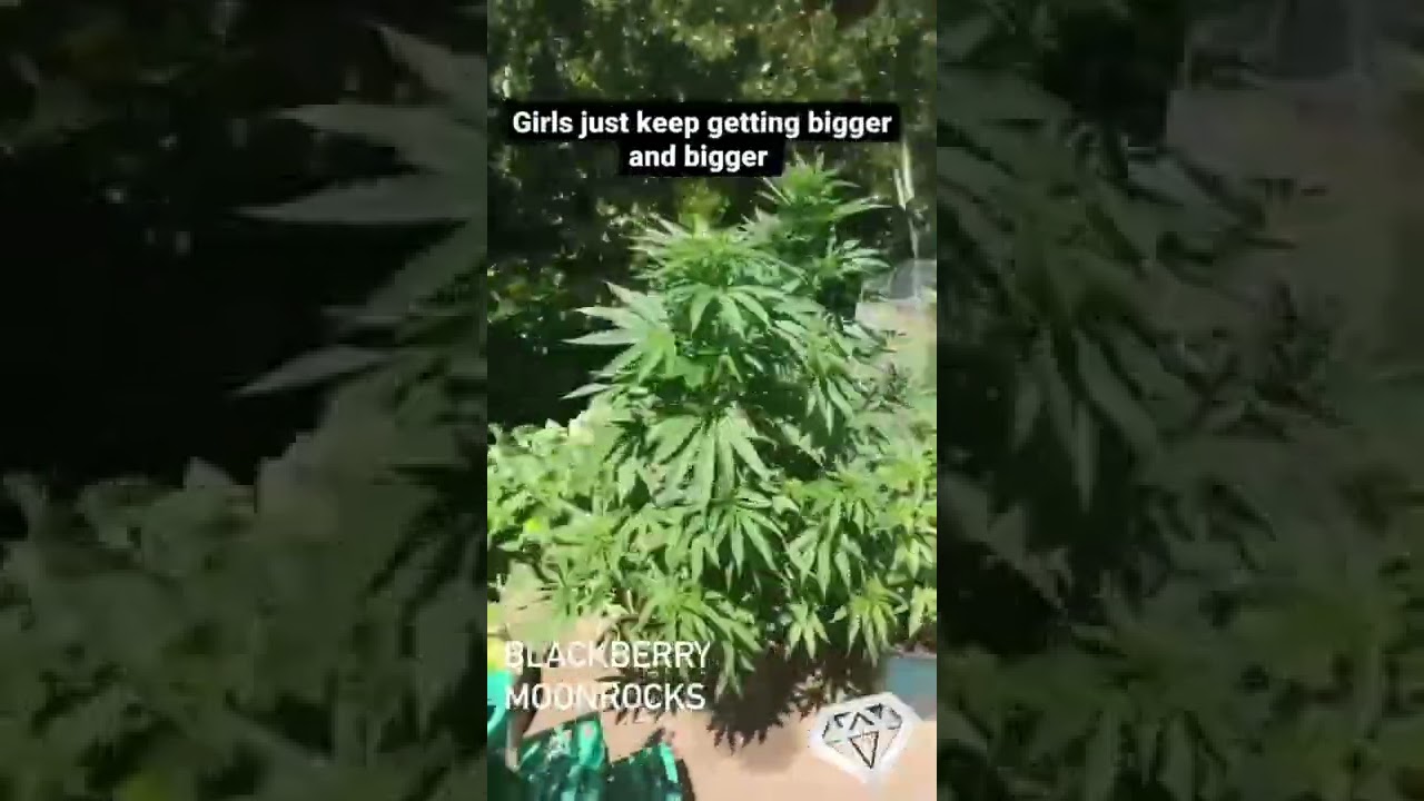 Blackberry Moonrocks outdoor grown by customer. 