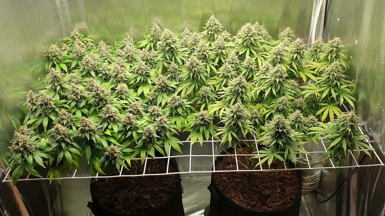 Lemon Skunk - Green House Seeds - Lumatek Attis 200W - SCROG - TOPPING 