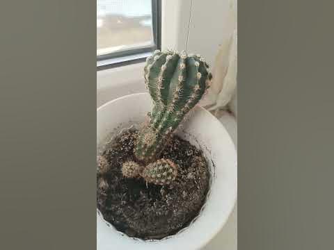 откуда кактус - YouTube