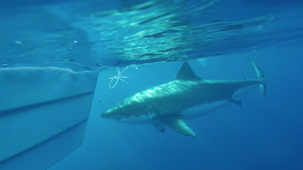 Great White Shark Gets Hooked On Fishing Line 