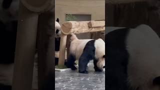 웅니는 긁어 후야는 마킹할게ㅋㅋㅋㅋㅋ😊😍 #shorts