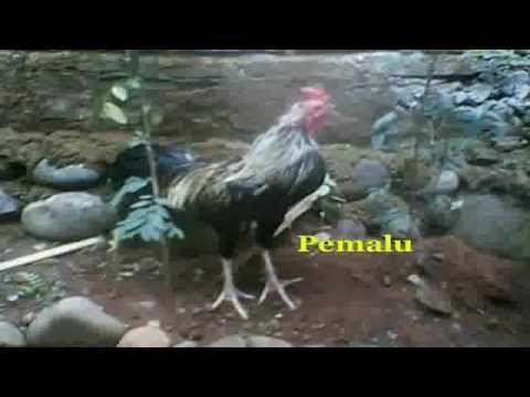 ayam ketawa makassar YouTube ayam ketawa makassar YouTube