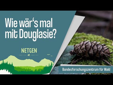 Video: Wie wachsen Douglasien?